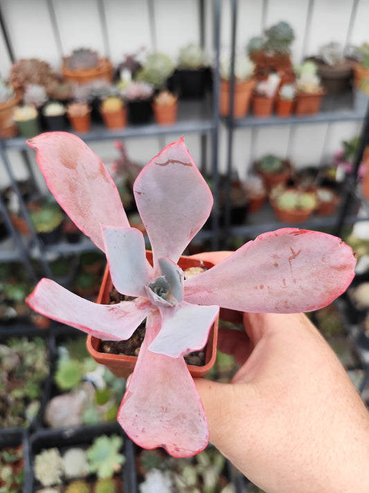 Echeveria afterglow