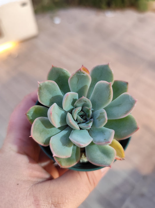 Echeveria apus