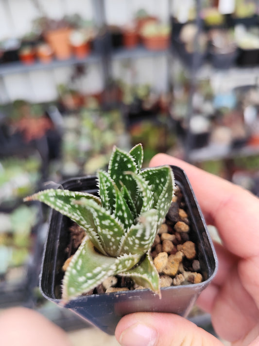Aloe aristata