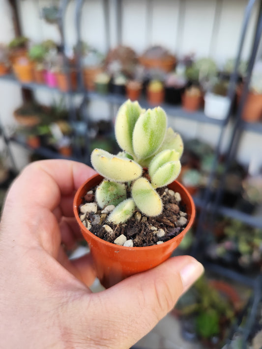 Cotyledon tomentosa