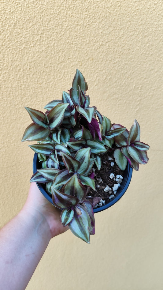 Tradescantia zebrina
