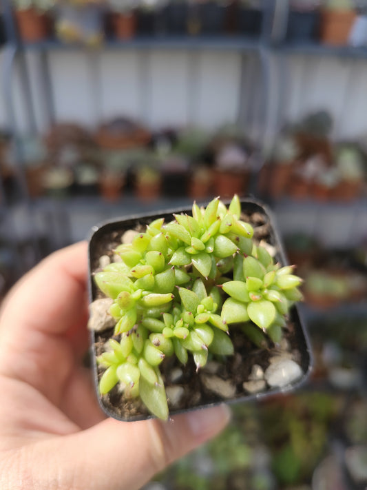 Echeveria agavoides crestata