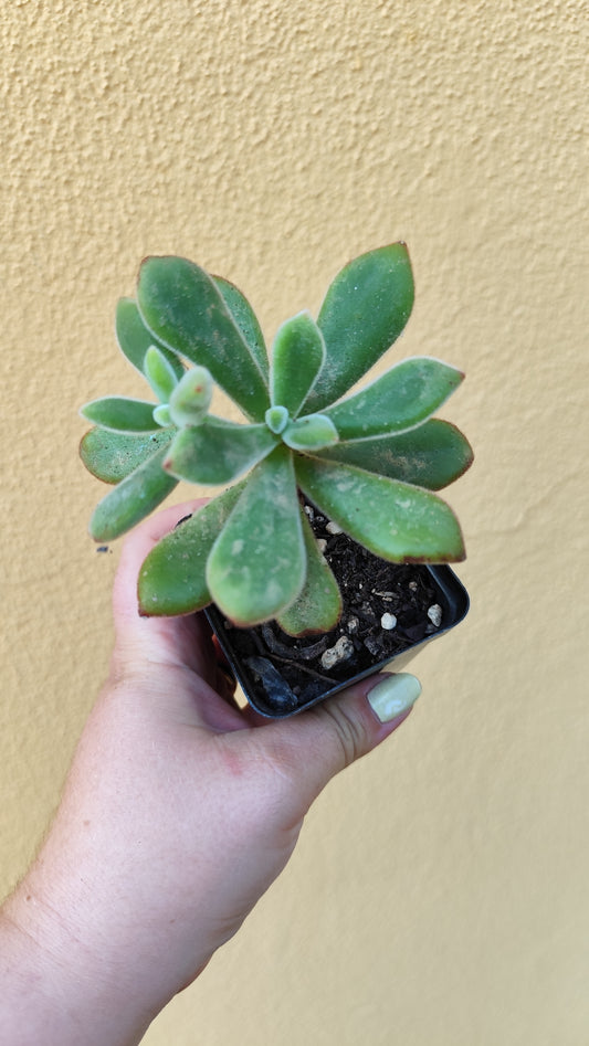 Echeveria pulvinata ruby