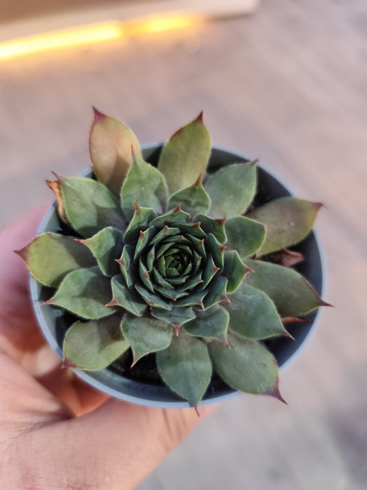 Sempervivum