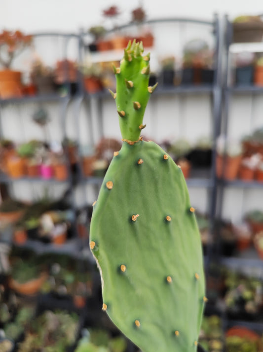 Opuntia sp