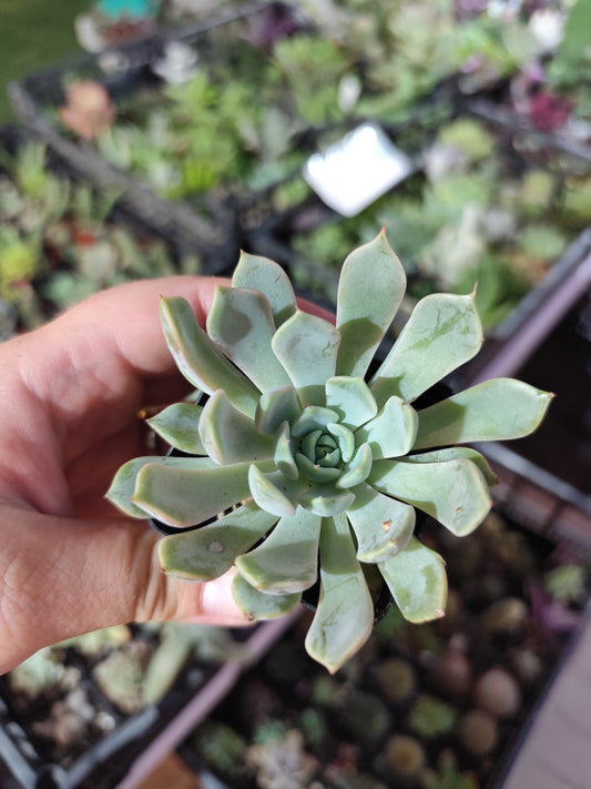 Echeveria sp