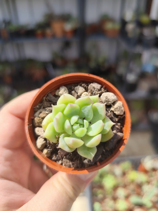 Echeveria prolifica