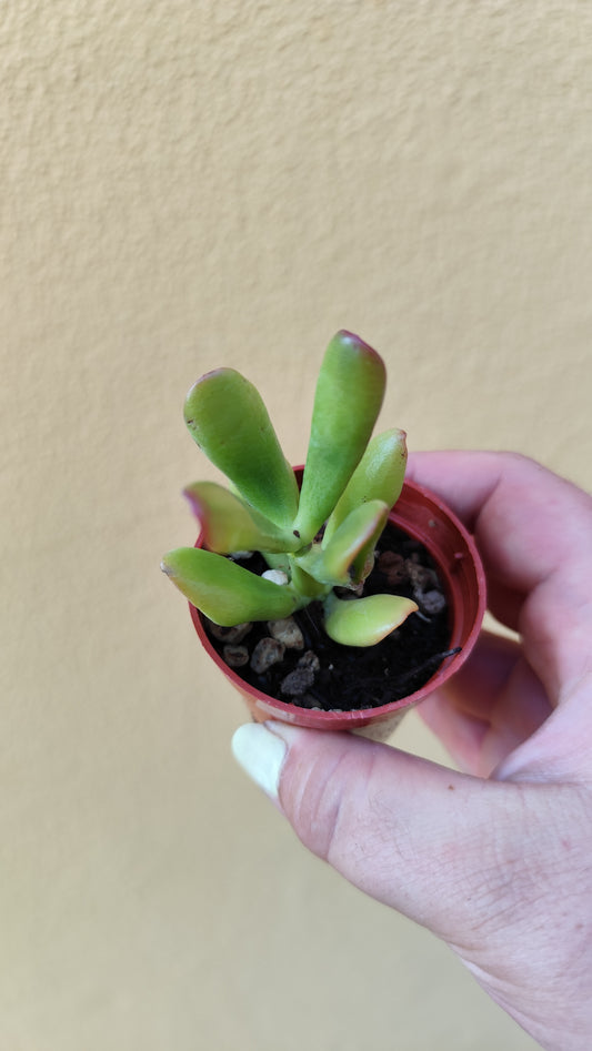 Crassula Hobbit tricolor