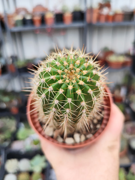 Trichocereus hybrid