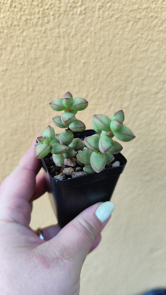 Crassula brevifolia