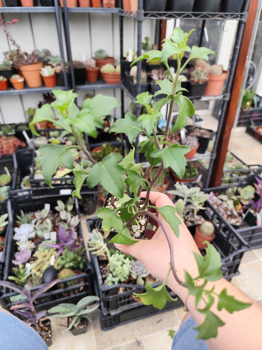 Senecio angulatus