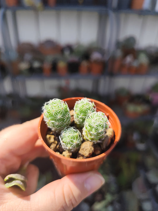 Mammillaria gracilis