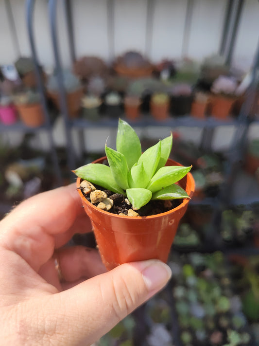 Haworthia cymbiformis
