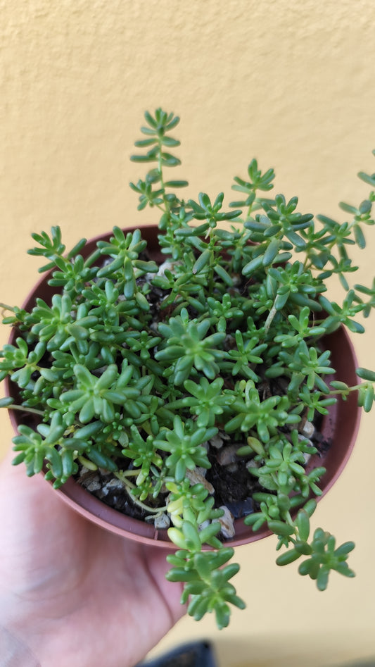 Sedum album