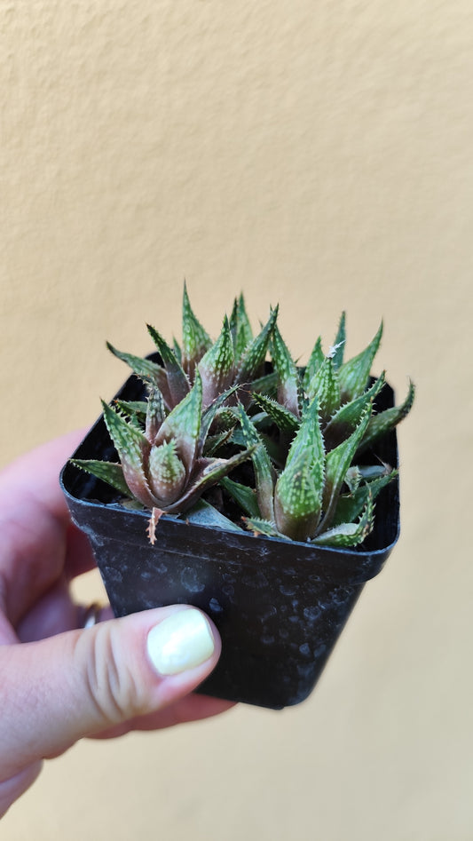 Haworthia guttata