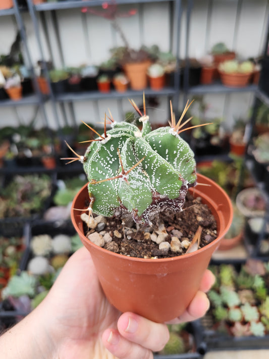 Astrophytum ornatum