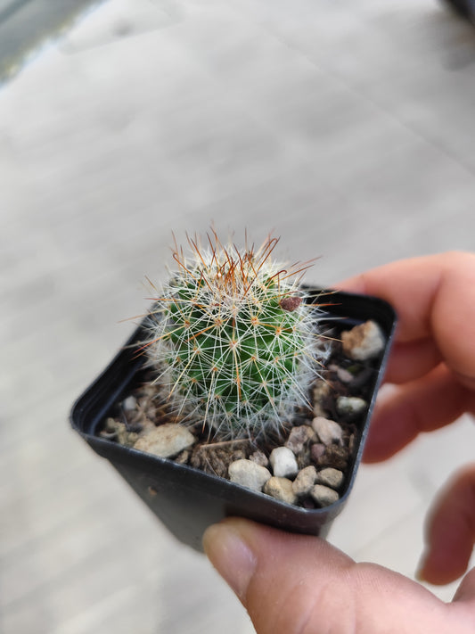 Mammillaria sp