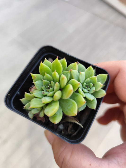 Echeveria tippy
