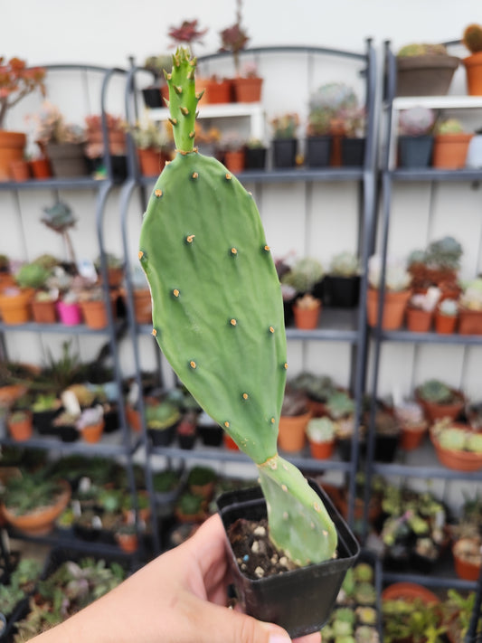 Opuntia sp