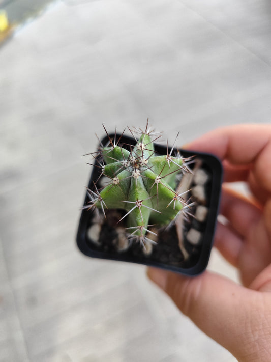 Stenocereus griseus