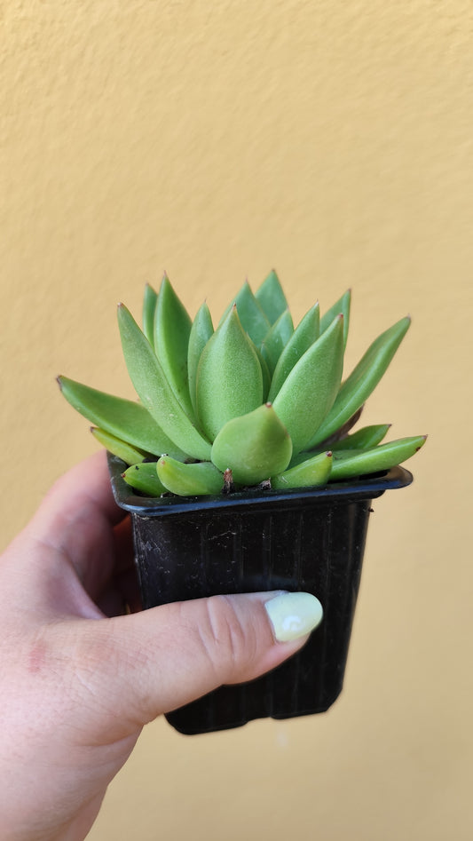 Echeveria agavoides