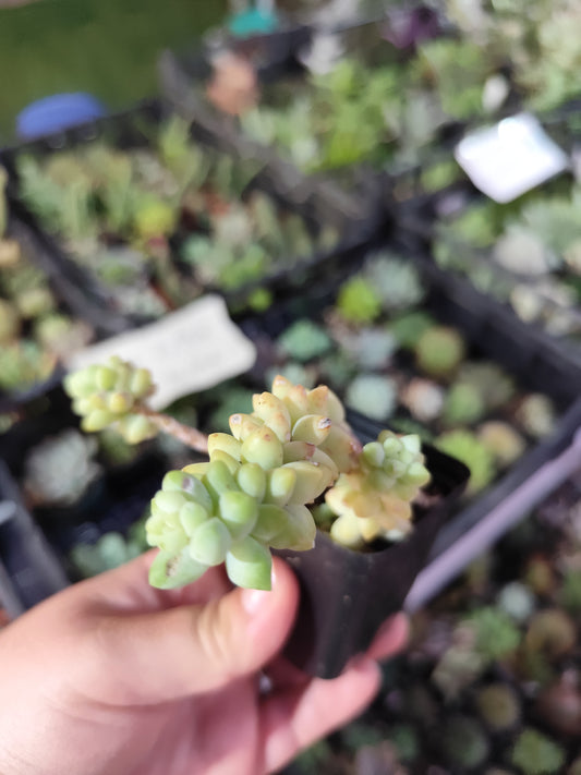 Sedum burrito
