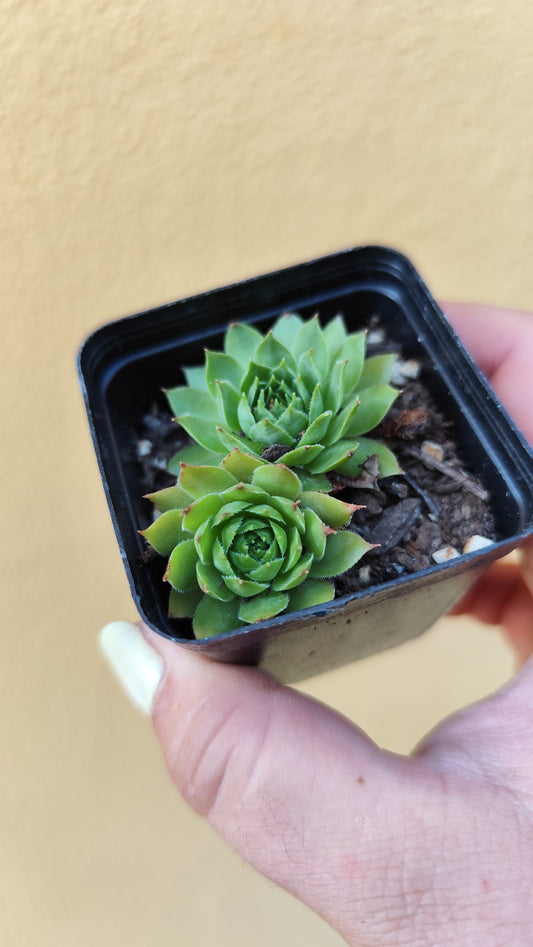 Sempervivum