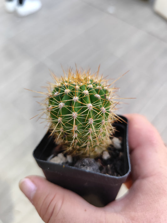 Trichocereus sp