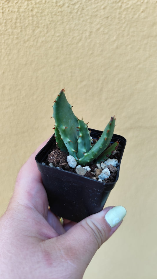 Aloe aculeata