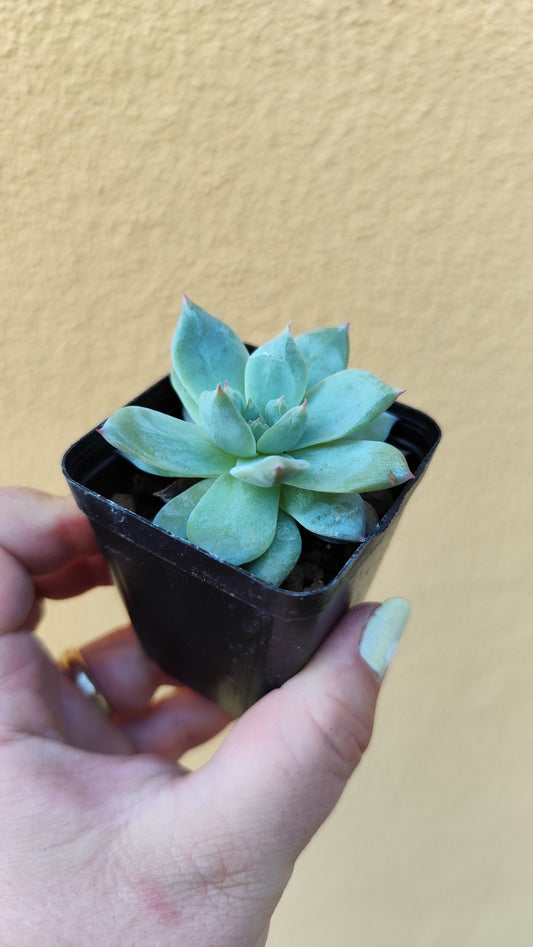 Echeveria Blue Bird