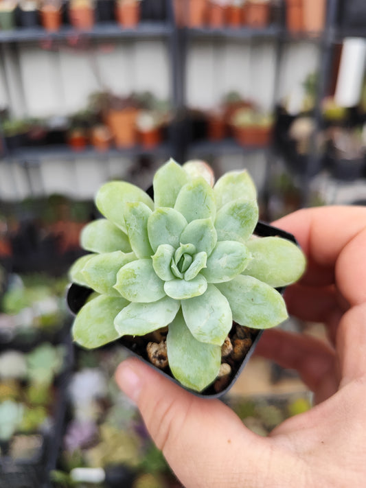 Echeveria elegans mostruosa