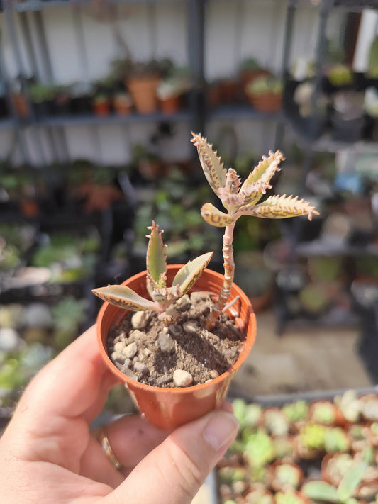 Kalanchoe daigremontiana