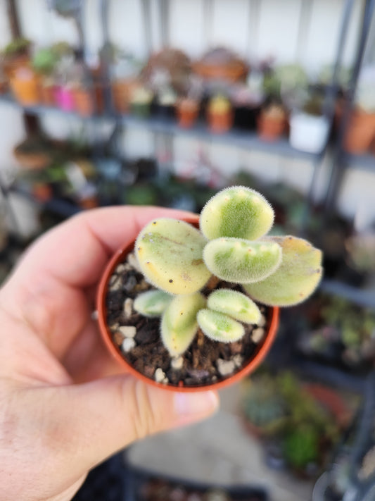 Cotyledon tomentosa
