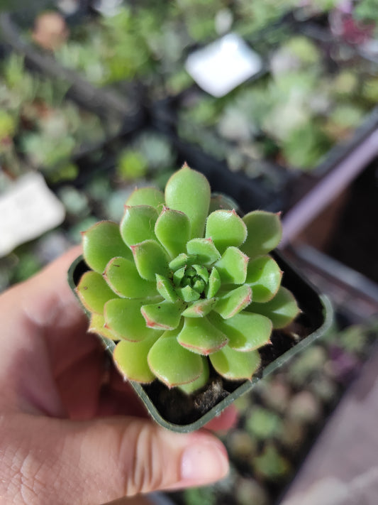 Echeveria sp