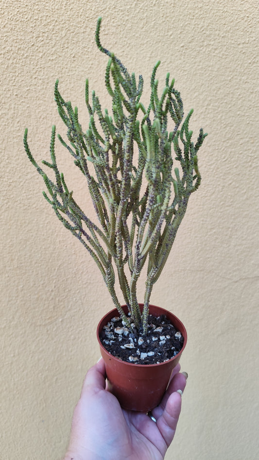 Crassula muscosa