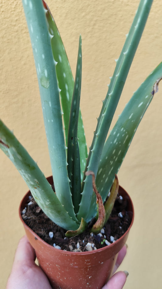 Aloe vera