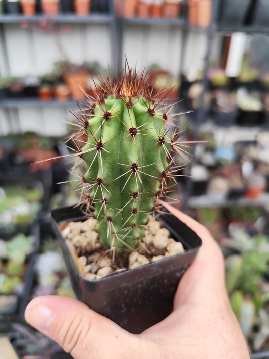 Stenocereus thurberi