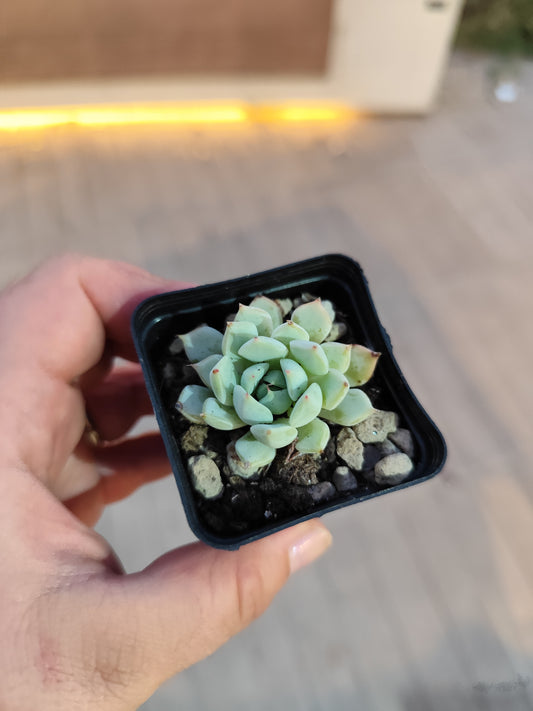 Echeveria sp