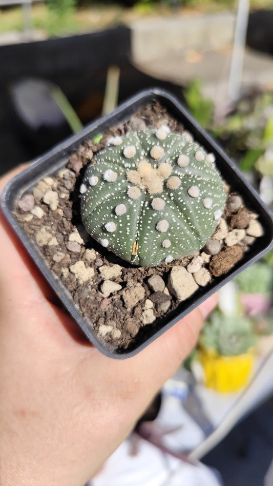 Astrophytum asterias