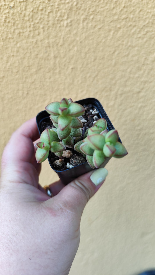 Crassula brevifolia