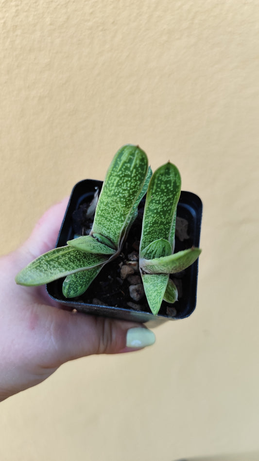 Gasteria batesiana cv. Little Warty
