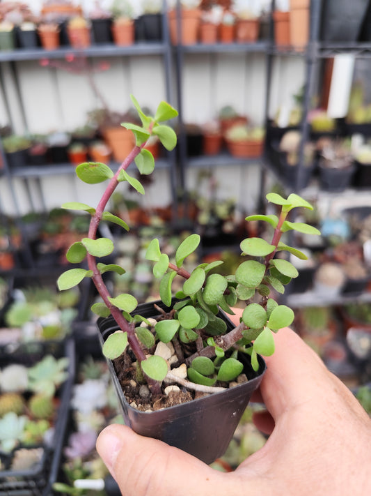 Portulacaria afra