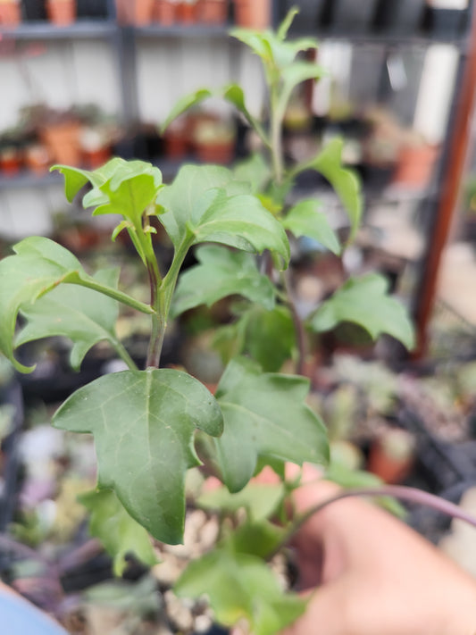 Senecio angulatus