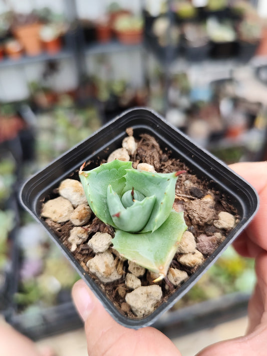 Agave potatorum