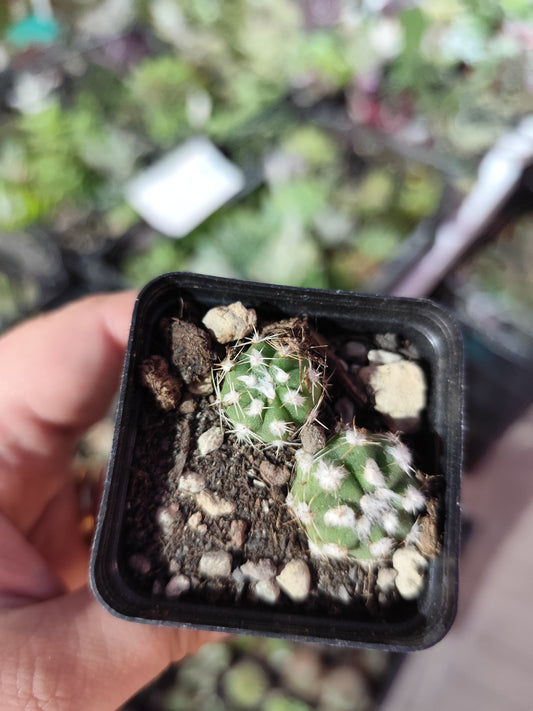 Echinopsis subdenudata
