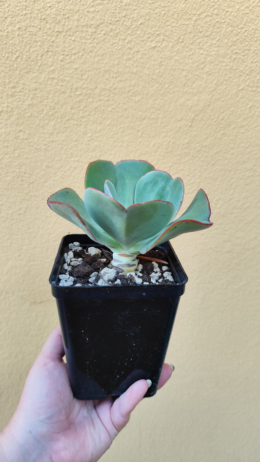 Echeveria gigantea