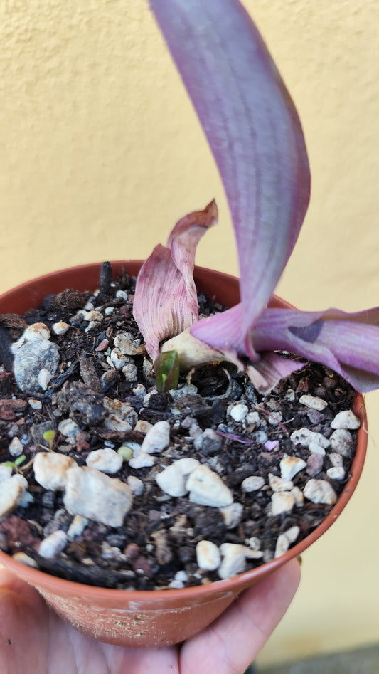 Tradescantia pallida