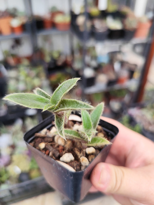 Cyanotis somaliensis
