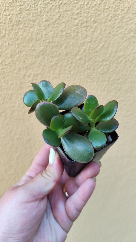 Crassula ovata