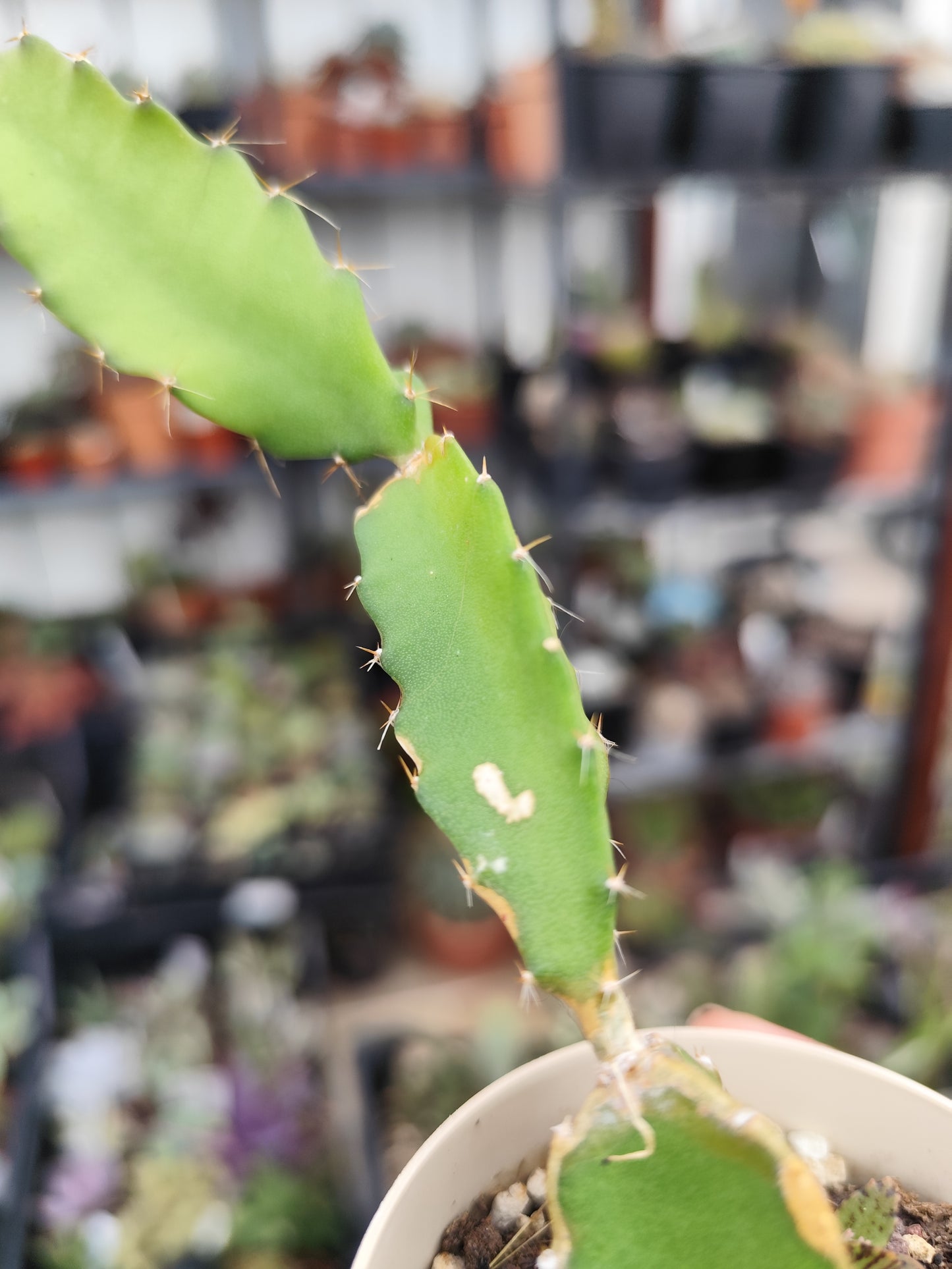 Hylocereus undatus (dragon fruit)